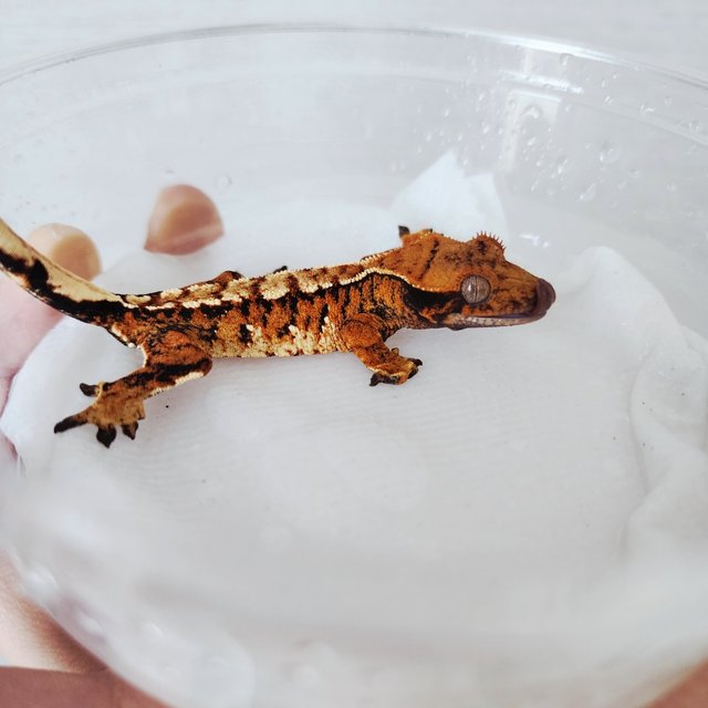 White Spot Tangerine Extreme Harlequin White Crown Tri Harlequin