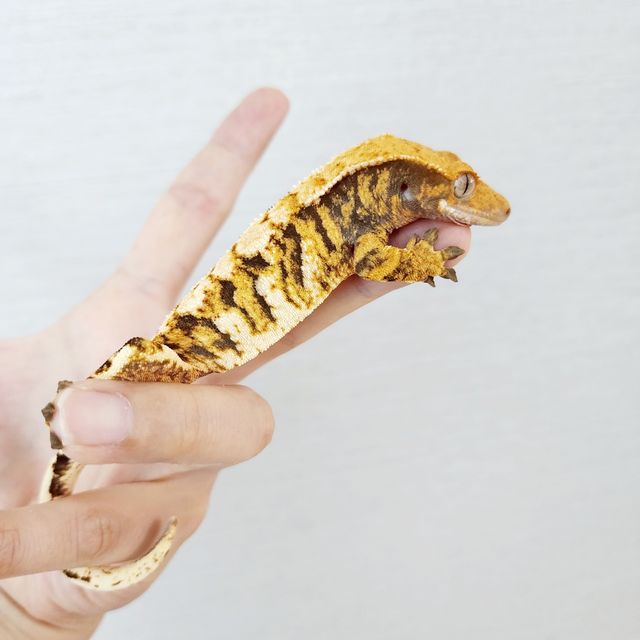 트라이 익스트림할리퀸 할리퀸 바브