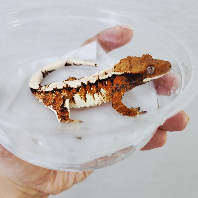 Tri White Crown White Pin Tangerine Solid Back Extreme Harlequin