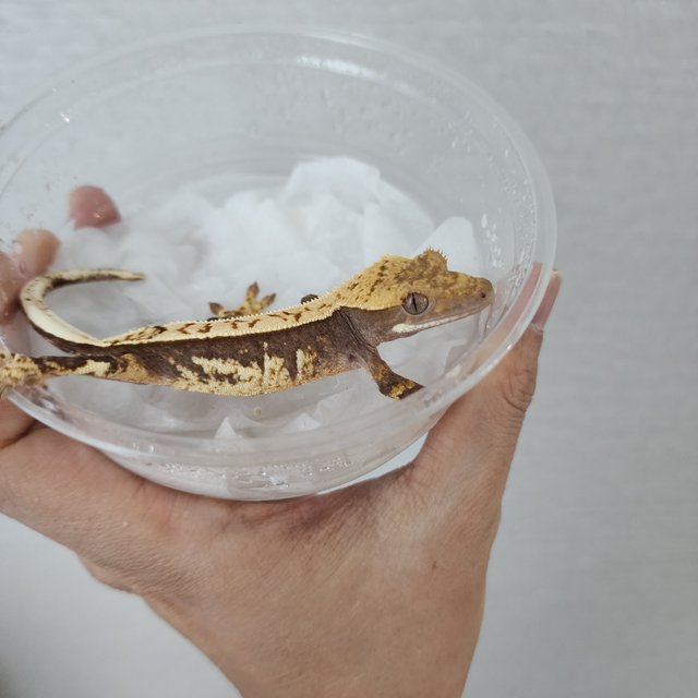 100%헷아잔틱 트라이