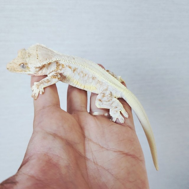 Lilly 100% Het Axanthic Tri Drippy White Spot White Crown White
