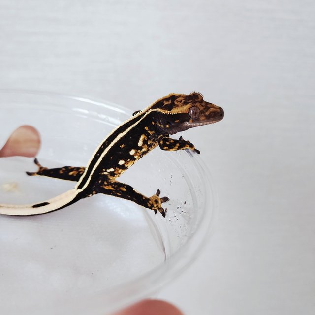 블랙 엠티백 풀핀