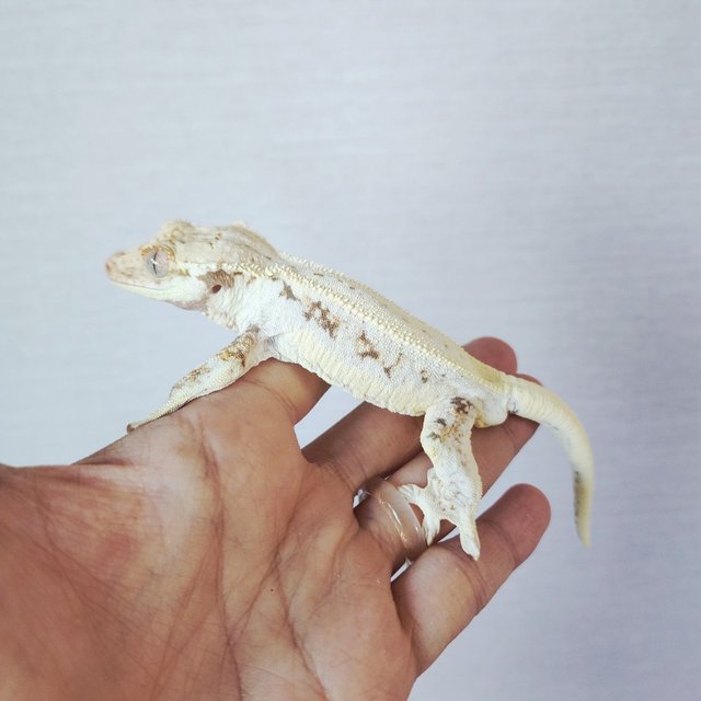 Lilly 100% Het Axanthic Tri Drippy White Spot White Pin