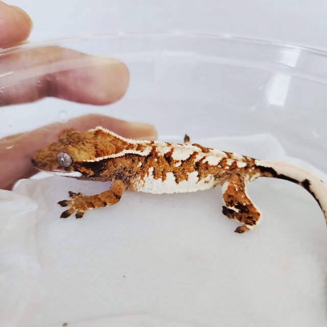 Tangerine Tri White Pin White White Spot Extreme Harlequin