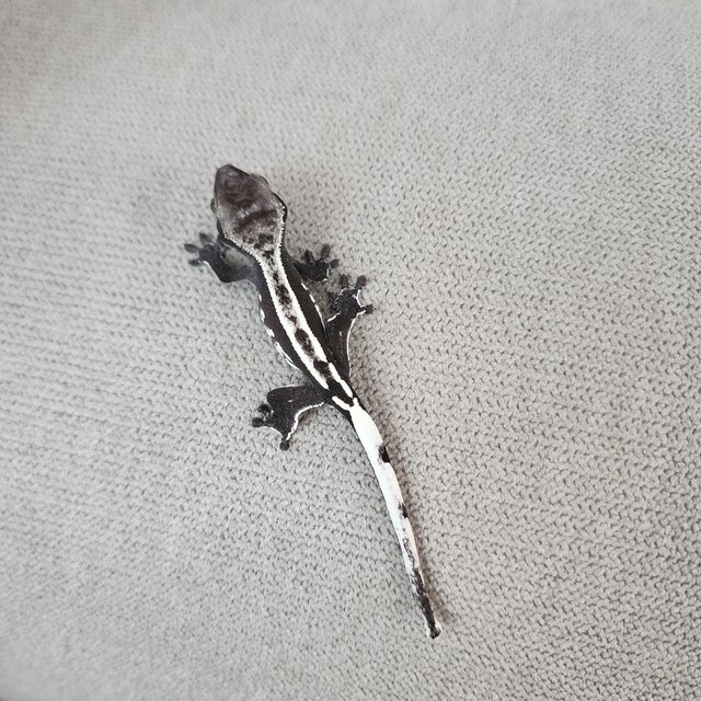 아잔틱 핀스트라이프 화이트핀 쿼드