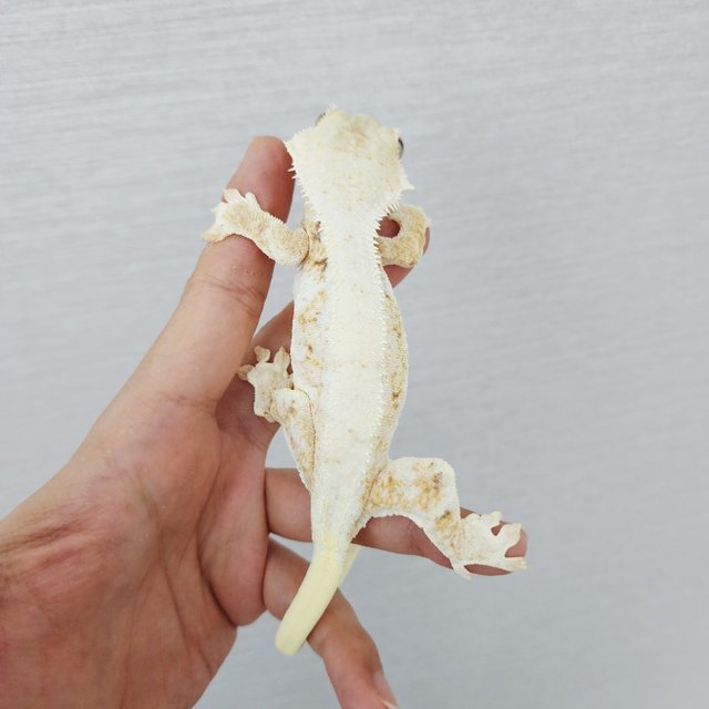 릴리화이트 트라이