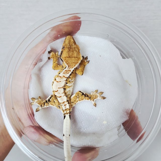 Tri Extreme Harlequin Harlequin White Spot White Crown