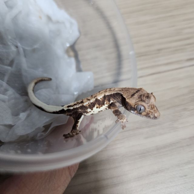 프라푸치노