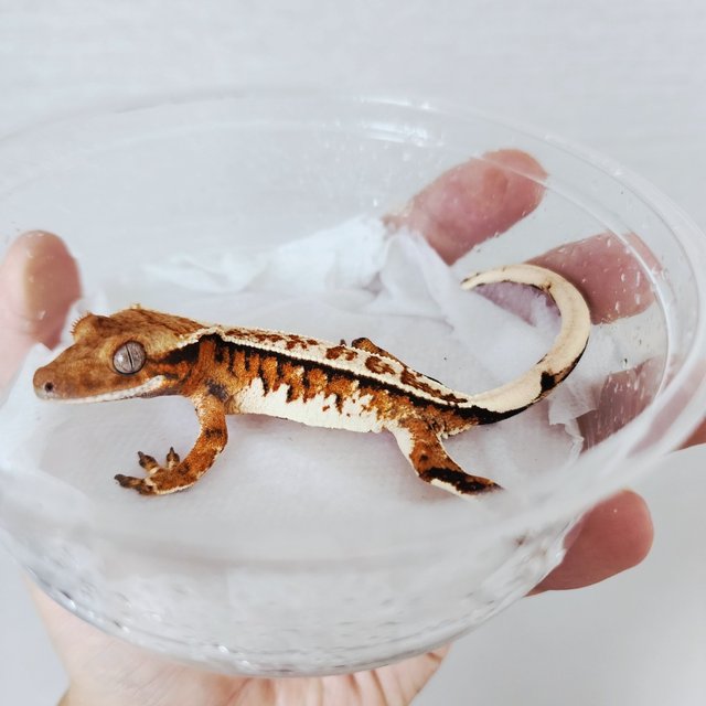 Tri Extreme Harlequin Harlequin Tangerine White Spot White Crown