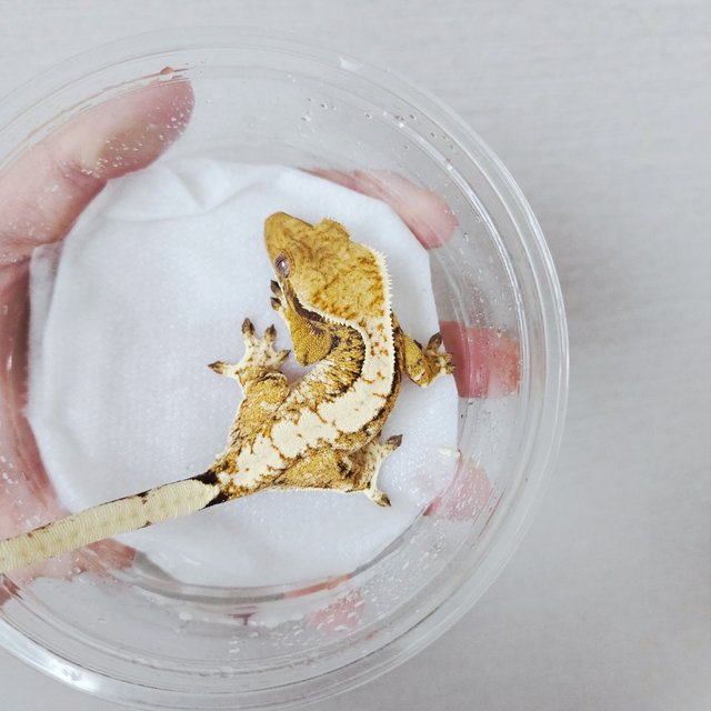 Tri Extreme Harlequin Harlequin White Pin White Crown White Spot