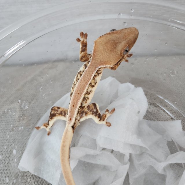 릴리화이트 트라이
