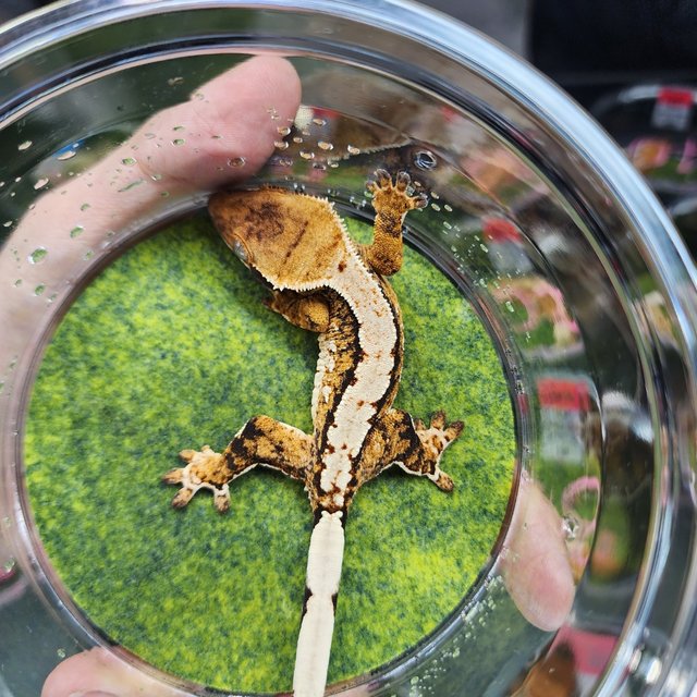 트라이 익스트림할리퀸 할리퀸 화이트크라운 핀스트라이프