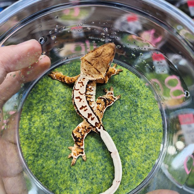 트라이 익스트림할리퀸 할리퀸 화이트스팟 텐저린