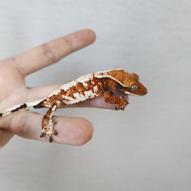 Tangerine White Spot White Crown Extreme Harlequin Tri Harlequin