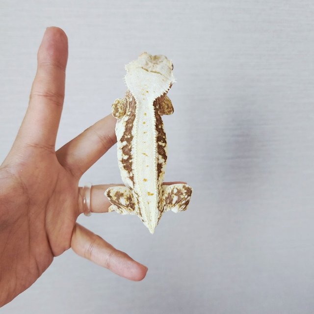 Lilly 100% Het Axanthic