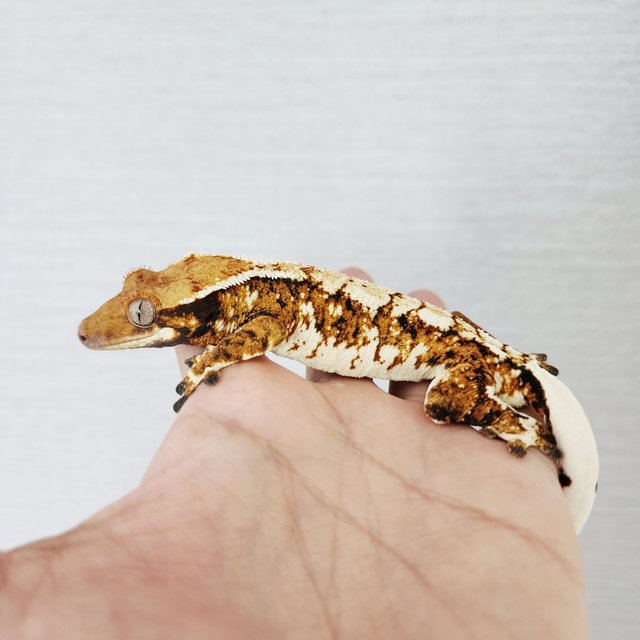 Tri White Spot Harlequin Extreme Harlequin White Crown Tangerine