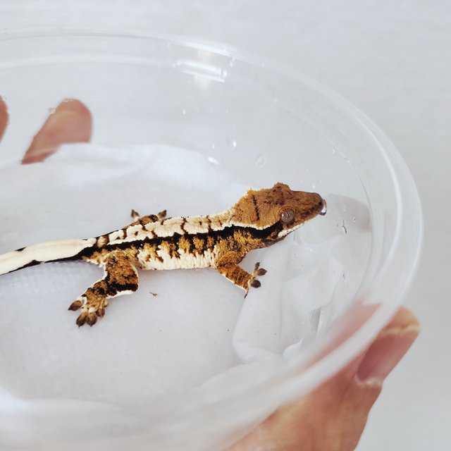 Tri Extreme Harlequin Harlequin White Crown White Spot