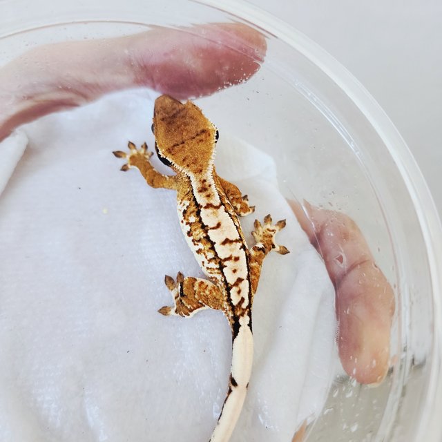 Tri Tangerine Extreme Harlequin Harlequin White Pin