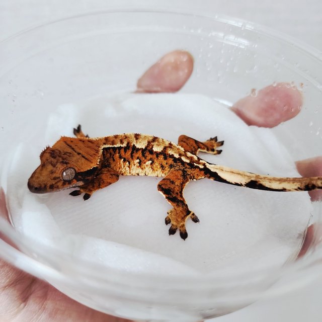 White Spot Tangerine Extreme Harlequin White Crown Tri Harlequin