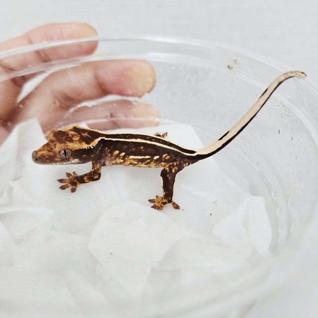 Empty Back Full Pinstripe Black