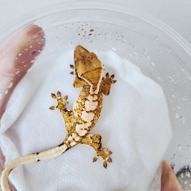 White Crown White Pin Tri Harlequin Extreme Harlequin