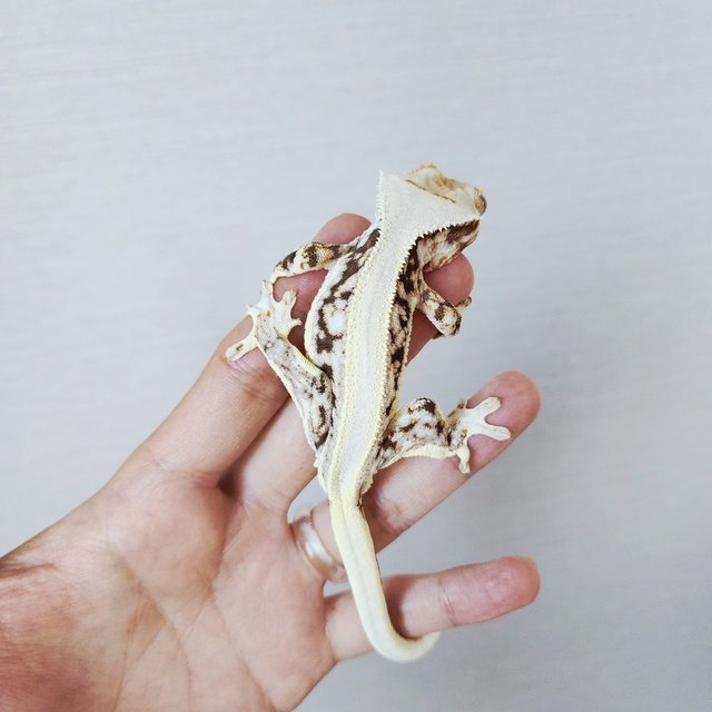 Lilly 100% Het Axanthic Tri Drippy Full Pinstripe
