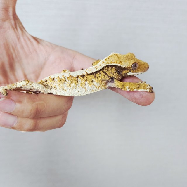 Tri Extreme Harlequin Harlequin White Pin White Crown White Spot