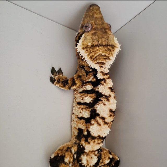 Extreme Harlequin Harlequin White Spot White Pin White Crown