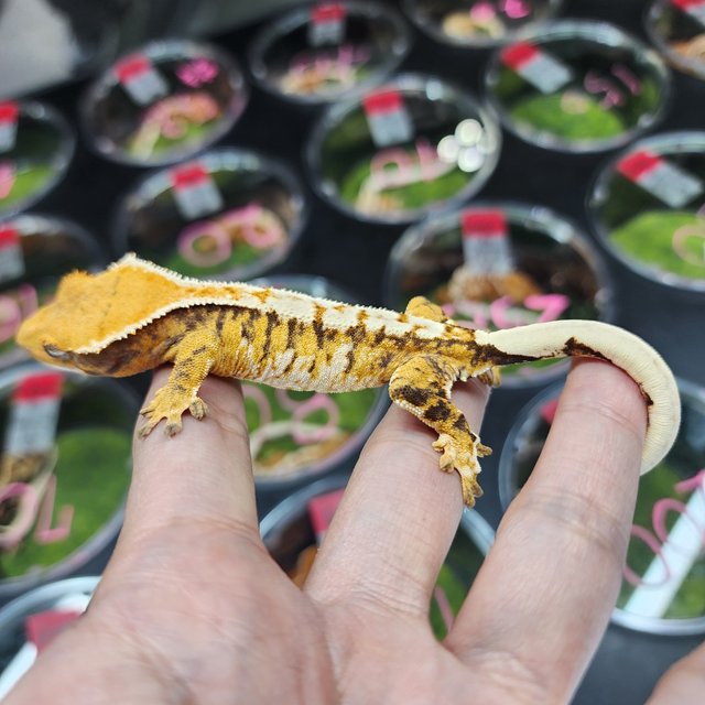 트라이 익스트림할리퀸 할리퀸 화이트핀 화이트크라운 텐저린