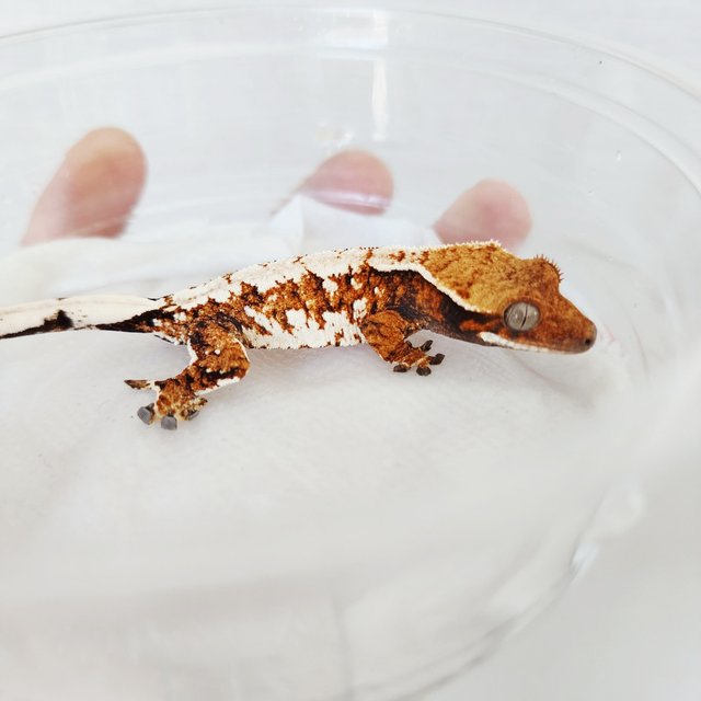 White Spot Tri Tangerine White Crown Extreme Harlequin Harlequin