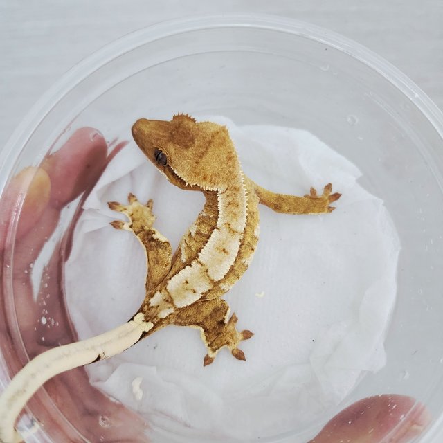 Yellow Creamsicle Cream