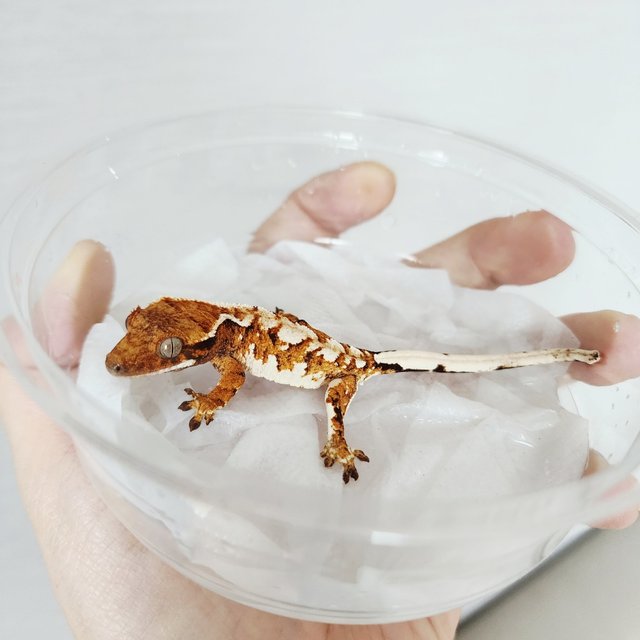 트라이 텐저린 화이트핀 화이트스팟 익스트림할리퀸 화이트