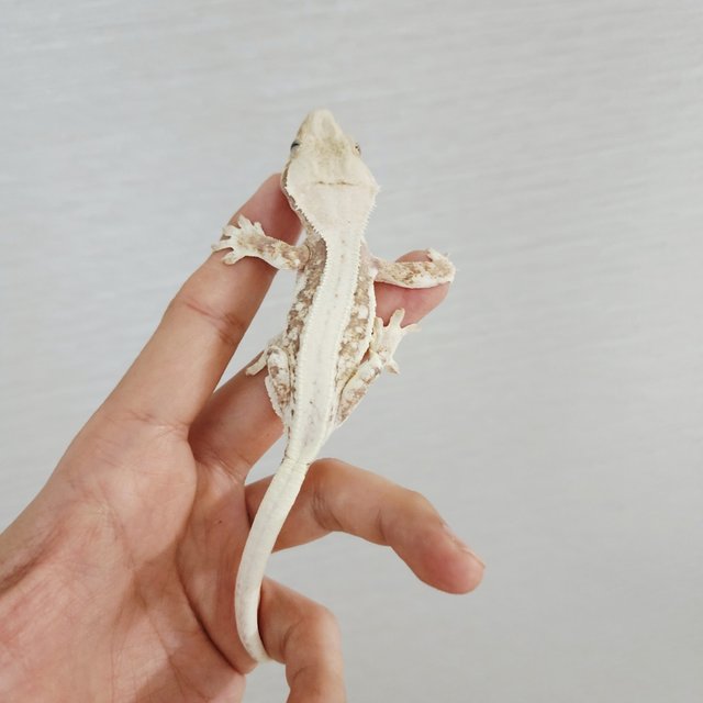 Lilly 100% Het Axanthic Tri Full Pinstripe