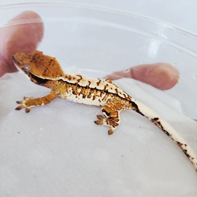 Tri Tangerine Extreme Harlequin Harlequin White Pin