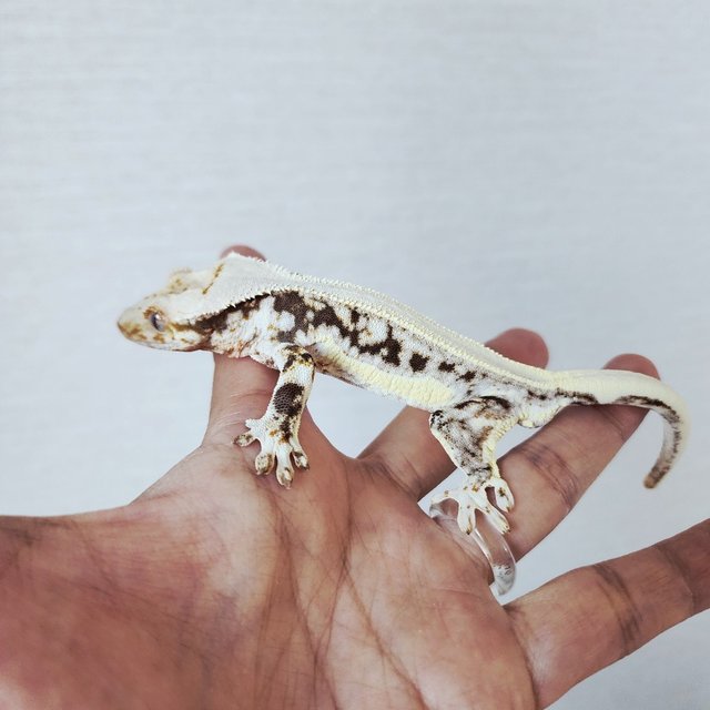 Lilly 100% Het Axanthic Tri Drippy Full Pinstripe