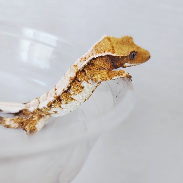 Tri Extreme Harlequin Harlequin White Crown White Pin Tangerine