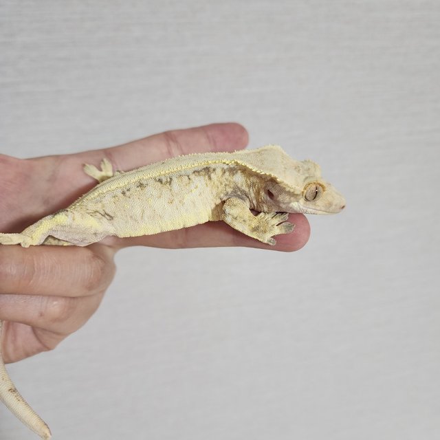 드리피 화이트 핀스트라이프 화이트스팟 트라이