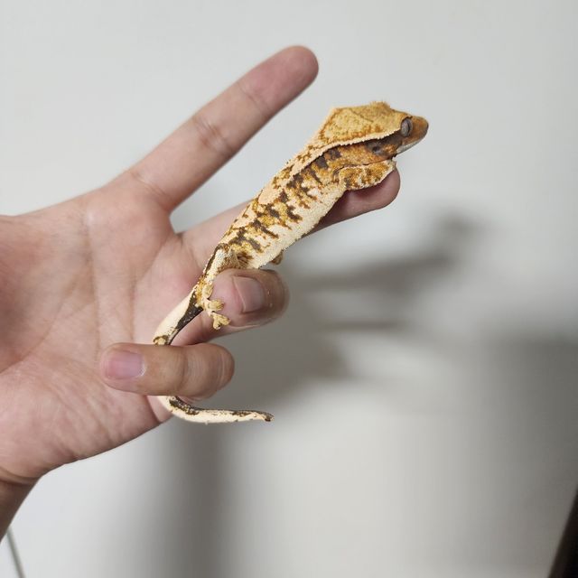 트라이 익스트림할리퀸