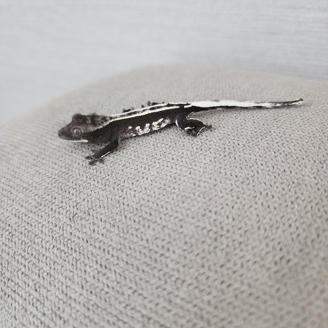 아잔틱 핀스트라이프 화이트핀 쿼드