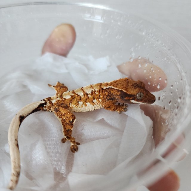 Extreme Harlequin Harlequin Tangerine White Crown White Spot Tri