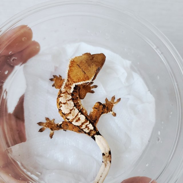 익스트림할리퀸 할리퀸 화이트스팟 화이트크라운 텐저린