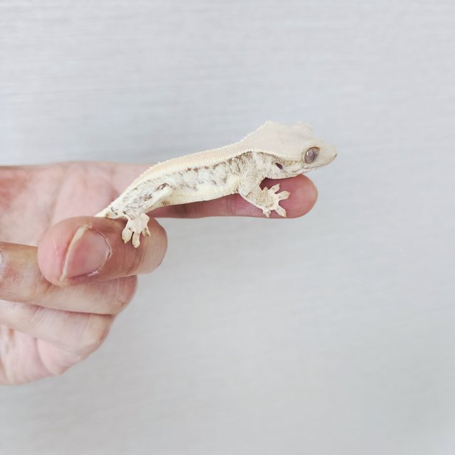 Lilly White Full Pinstripe Solid Back Drippy