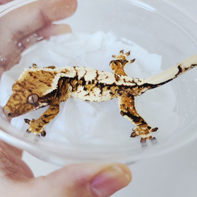 익스트림할리퀸 할리퀸 화이트스팟 화이트크라운 화이트핀