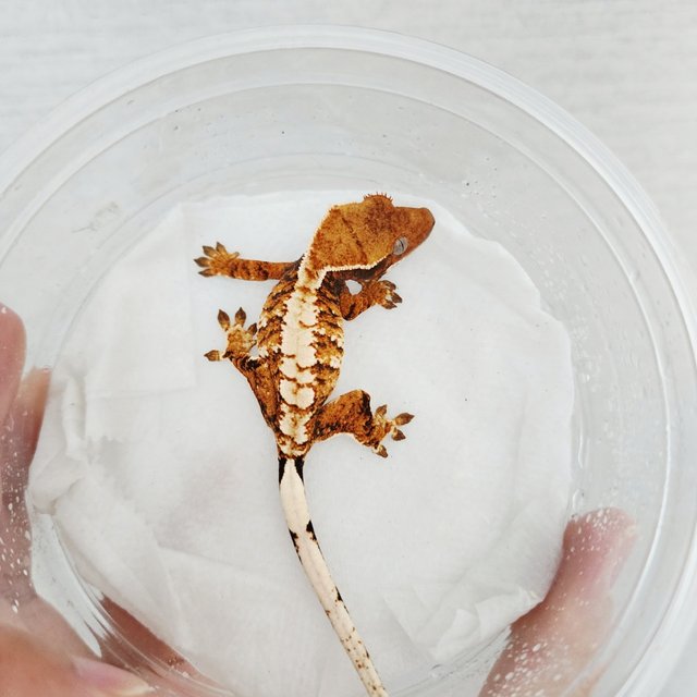White Pin White Crown Extreme Harlequin Harlequin Tangerine White Spot