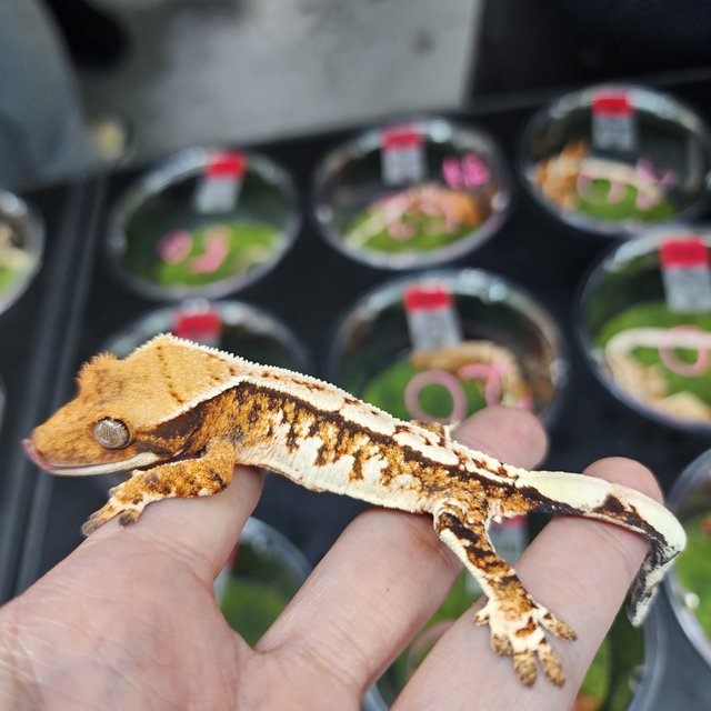 트라이 익스트림할리퀸 할리퀸 텐저린 화이트스팟 화이트크라운