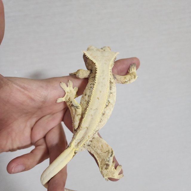 드리피 화이트 핀스트라이프 화이트스팟 트라이