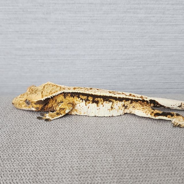 트라이 핀스트라이프 쿼드