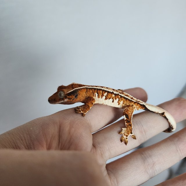 트라이 화이트핀 핀스트라이프 화이트스팟 텐저린