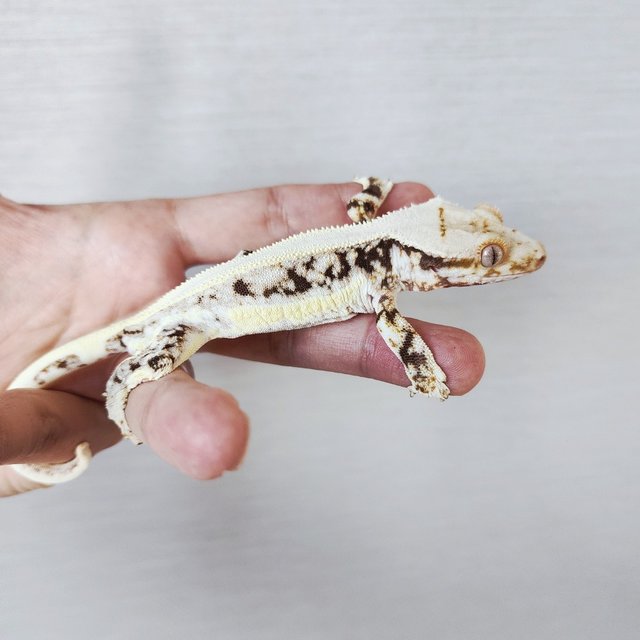 Lilly 100% Het Axanthic Tri Drippy Full Pinstripe