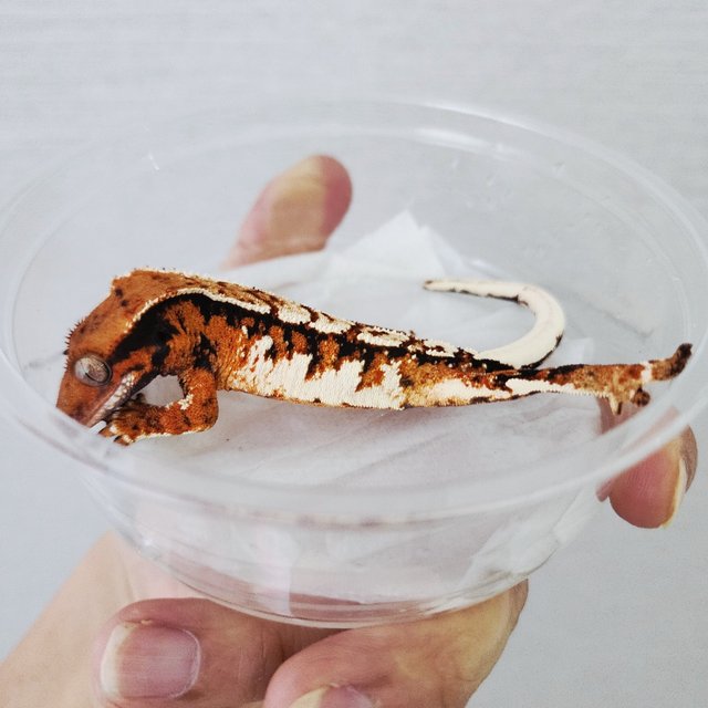 Tri Extreme Harlequin Harlequin Tangerine White Crown